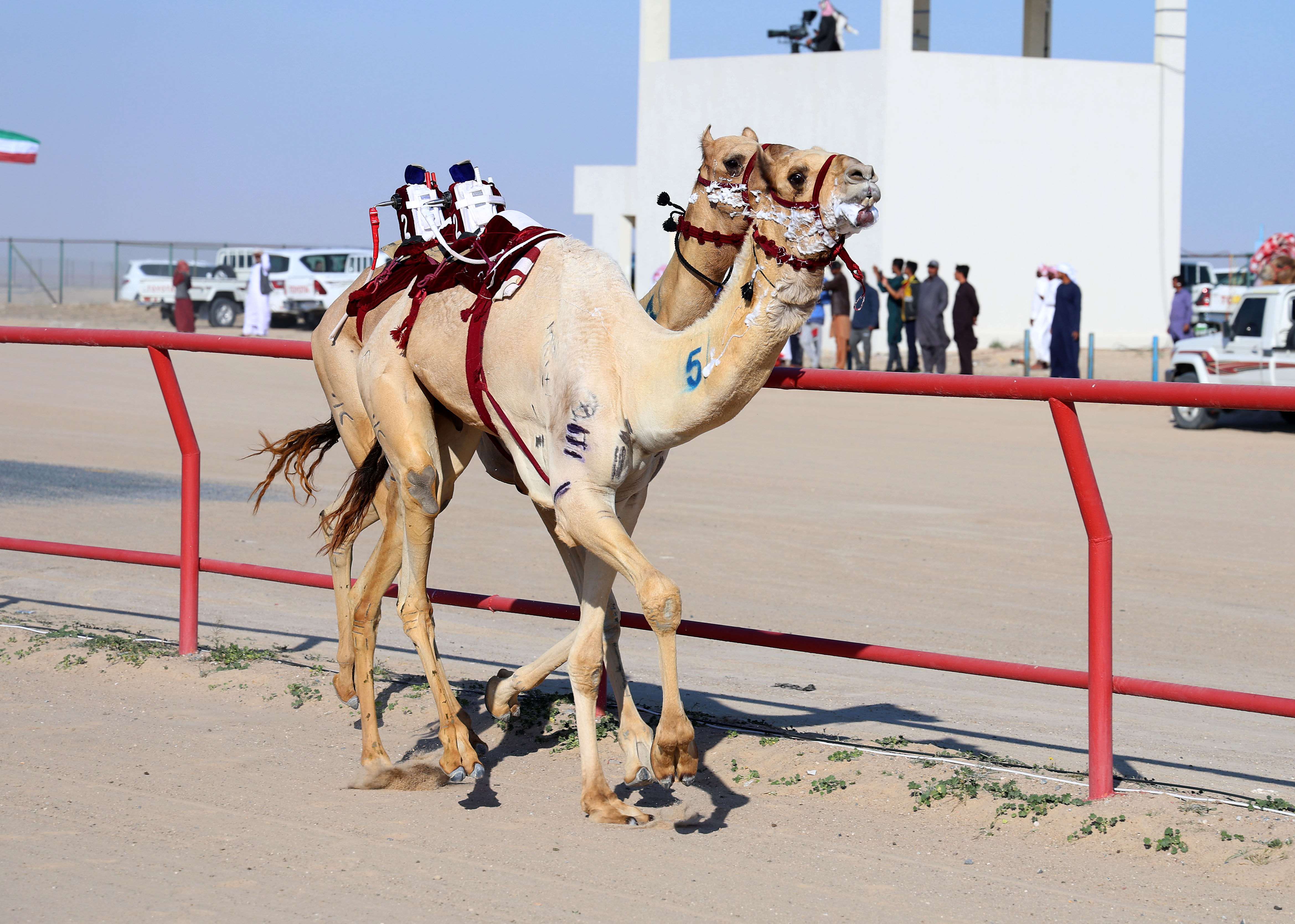 ختام الهجن