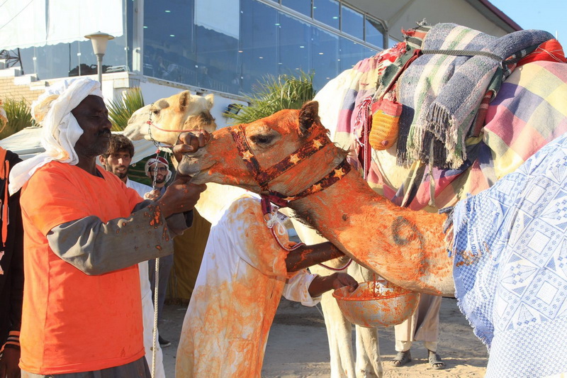 انطلاق منافسات بطولة الكويت ال ١٦ لسباقات الهجن